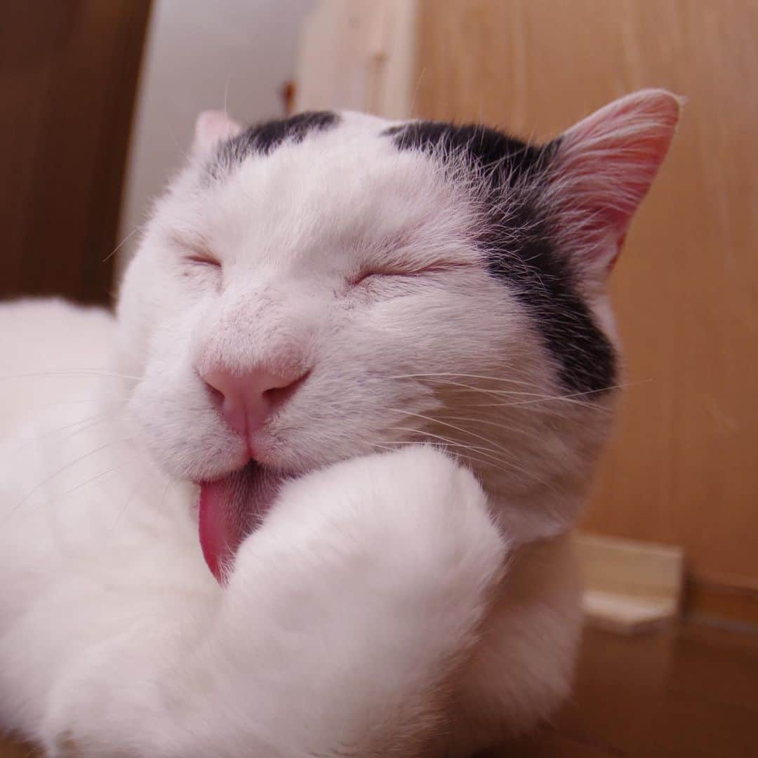 Kachimo Yoshimatsuさんのインスタグラム写真 - (Kachimo YoshimatsuInstagram)「ザーリ、ザリ、ザーリザリ。 #うちの猫ら #nanakuro #ヨウカンさん似 #猫 #ねこ #cat #ネコ #catstagram #ネコ部 http://kachimo.exblog.jp」3月26日 18時32分 - kachimo