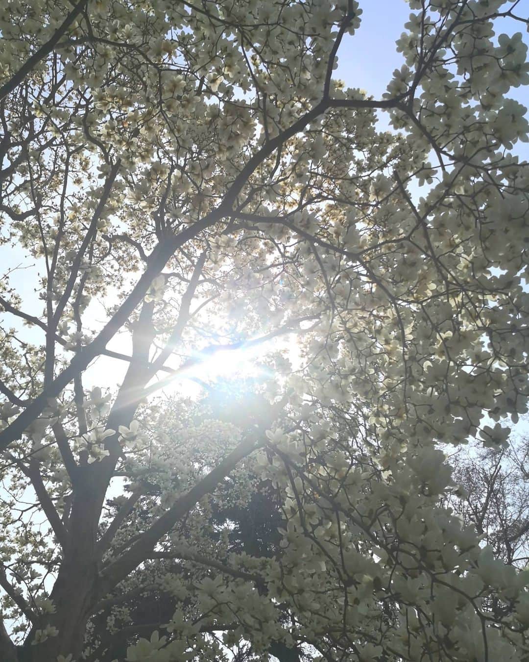 前田文香さんのインスタグラム写真 - (前田文香Instagram)「Let’s meditation simply★  二月堂の上にある　お不動さまの御堂 ここは　静かに自分と向き合う場所のひとつ  私の大好きな　大きな大きな木蓮の木が そのすぐ側に  今日はfull bloom💠  なんてグットタイミング！  奈良には セルフメディテーションするのに 最適な空気がいたるところに」3月26日 18時32分 - fumika.maeda