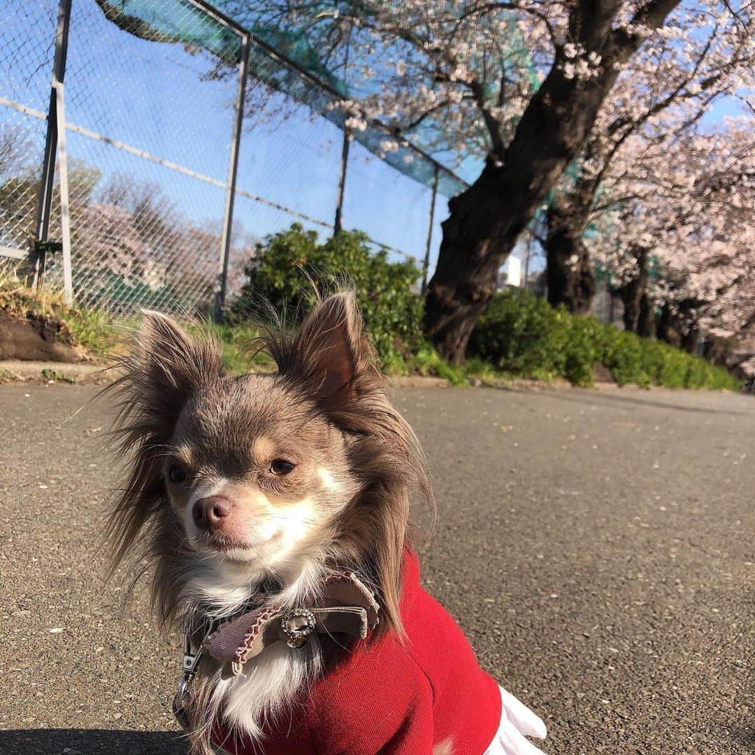 南城ひかりさんのインスタグラム写真 - (南城ひかりInstagram)「今日はほっこりと🌸と🐶 ・ ・ お友達に会って🐶 ベロ😛出ちゃった(2枚目) ・ ・ 満開まではもう少しだったけど、 ほっこりお花見散歩。 #らぶ🐶　#チワワ　#大好き #ワンダフル　#ありがと！ お姉さんになってるよ！会いに来てね🐶💕」3月26日 18時35分 - hikariminashiro