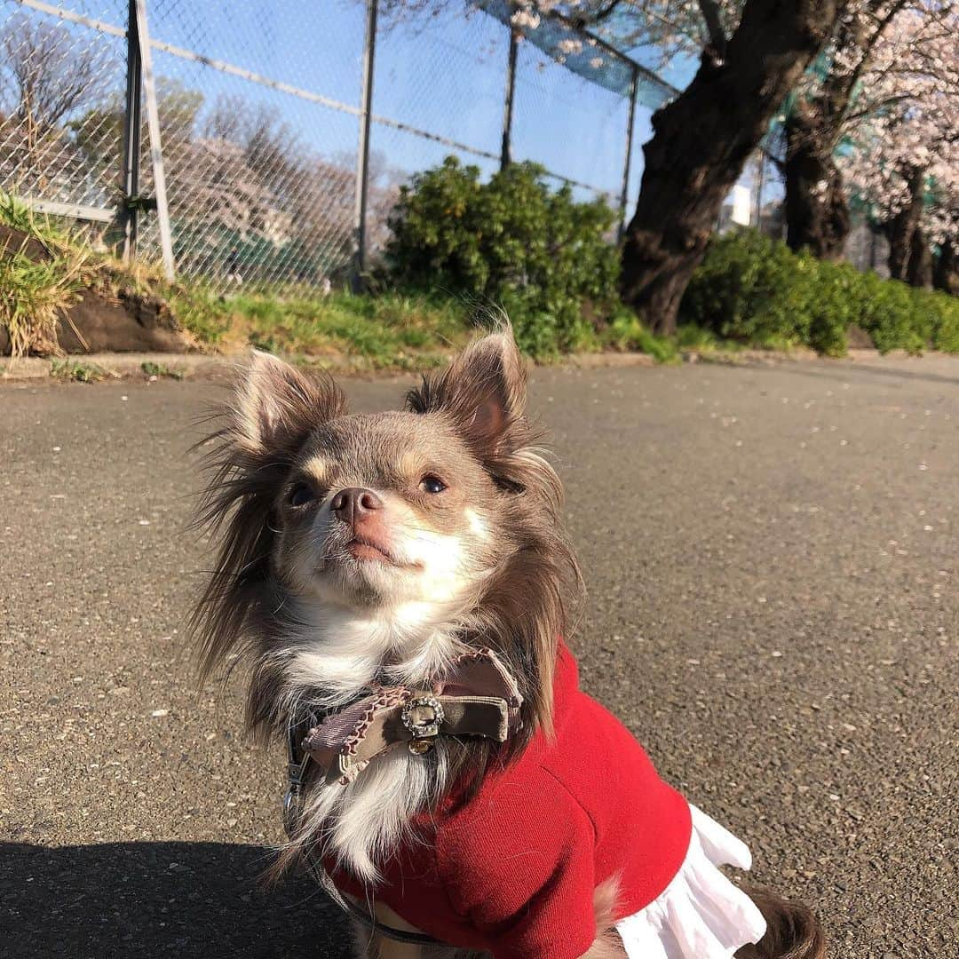 南城ひかりさんのインスタグラム写真 - (南城ひかりInstagram)「今日はほっこりと🌸と🐶 ・ ・ お友達に会って🐶 ベロ😛出ちゃった(2枚目) ・ ・ 満開まではもう少しだったけど、 ほっこりお花見散歩。 #らぶ🐶　#チワワ　#大好き #ワンダフル　#ありがと！ お姉さんになってるよ！会いに来てね🐶💕」3月26日 18時35分 - hikariminashiro