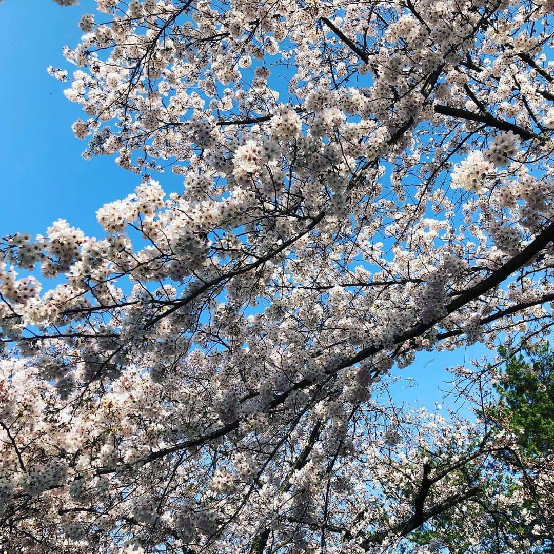 亜沙さんのインスタグラム写真 - (亜沙Instagram)「日本の桜は美しいよ」3月26日 18時35分 - asa.bassist