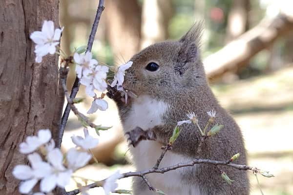 9GAGさんのインスタグラム写真 - (9GAGInstagram)「Squirrel admiring cherry blossom🌸 📸 MSM_810 | TW - #squirrel #cherryblossom #さくら #お花見 #9gag」3月26日 18時37分 - 9gag