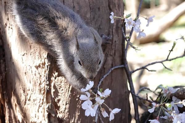 9GAGさんのインスタグラム写真 - (9GAGInstagram)「Squirrel admiring cherry blossom🌸 📸 MSM_810 | TW - #squirrel #cherryblossom #さくら #お花見 #9gag」3月26日 18時37分 - 9gag