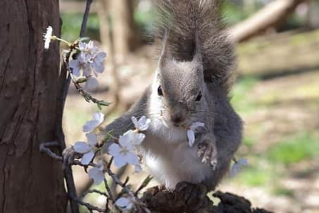 9GAGさんのインスタグラム写真 - (9GAGInstagram)「Squirrel admiring cherry blossom🌸 📸 MSM_810 | TW - #squirrel #cherryblossom #さくら #お花見 #9gag」3月26日 18時37分 - 9gag