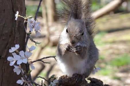 9GAGさんのインスタグラム写真 - (9GAGInstagram)「Squirrel admiring cherry blossom🌸 📸 MSM_810 | TW - #squirrel #cherryblossom #さくら #お花見 #9gag」3月26日 18時37分 - 9gag