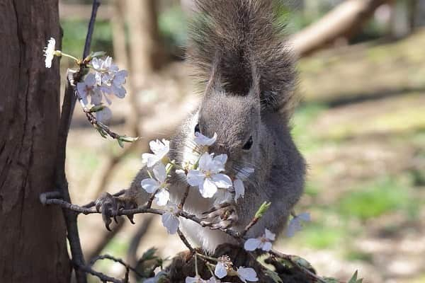 9GAGさんのインスタグラム写真 - (9GAGInstagram)「Squirrel admiring cherry blossom🌸 📸 MSM_810 | TW - #squirrel #cherryblossom #さくら #お花見 #9gag」3月26日 18時37分 - 9gag