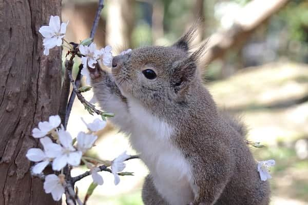 9GAGさんのインスタグラム写真 - (9GAGInstagram)「Squirrel admiring cherry blossom🌸 📸 MSM_810 | TW - #squirrel #cherryblossom #さくら #お花見 #9gag」3月26日 18時37分 - 9gag