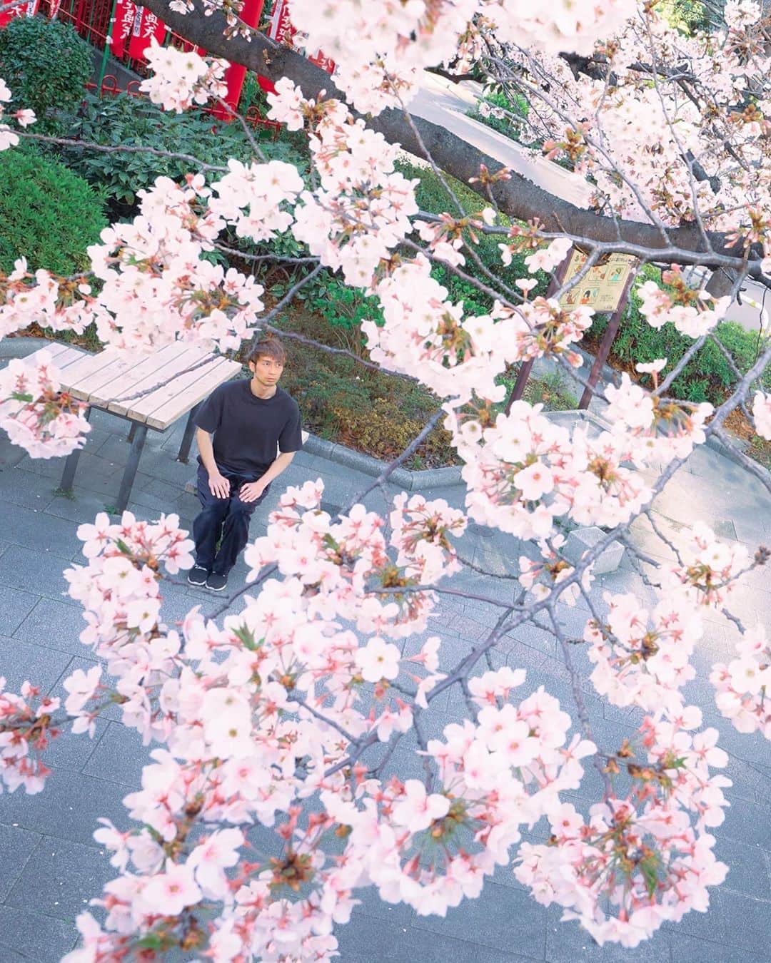 上西隆史（エアフットワークス）のインスタグラム：「What are we waiting for ? It’s time to face yourself.  Flowers in your heart. ・ ・ ・ 自分自身を見つめ直す機会。 そして、桜はやっぱり綺麗。 ✂︎−−−−−−−−−−−−−−−−−−−−−− #neveryeild #japantravel #cherryblossom #beautifuljapan #🌸」