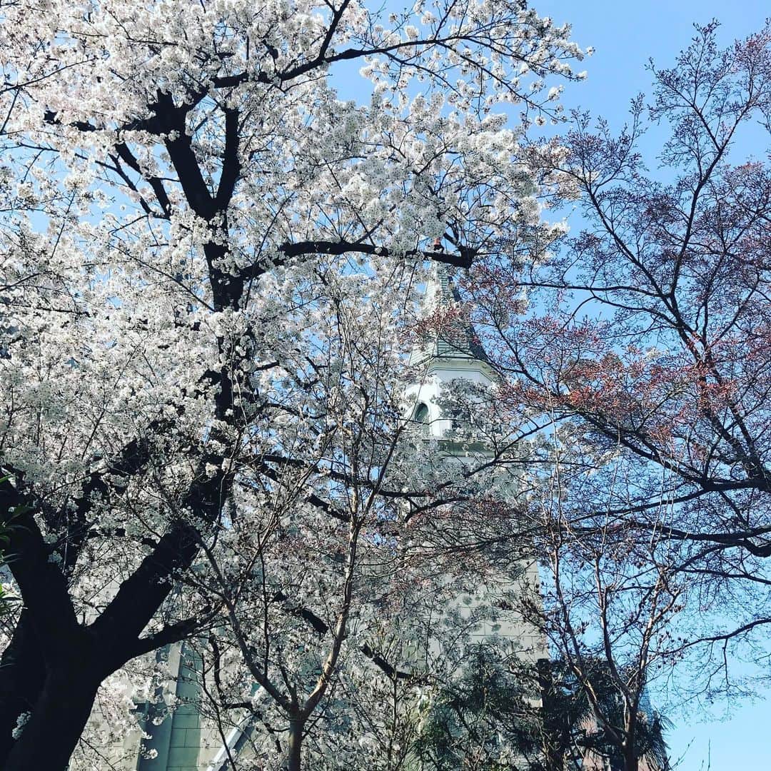 三隅有里子さんのインスタグラム写真 - (三隅有里子Instagram)「* 今日は前橋でさくらが満開になりましたね🌸 去年より12日早いそうです。 新型コロナウイルスの事で頭がいっぱいの日々を過ごしているなか満開の桜を見て、桜が咲いて鑑賞出来る当たり前のことが例年以上にとても尊いことのように感じられました。 都内への移動自粛の要請などもあり、いつも通りの生活がままならない中ですが、移動の車の中で桜並木を眺めたり、自宅の窓から青空を見たり、リフレッシュする時間は持ちたいものですね☺️ #桜 #さくら #SAKURA #🌸 #cherryblossoms #今日の桜 #今日の空 #前橋 #maebashi #群馬 #gunma  #群馬テレビ #群テレ #gtv #アナウンサー  #局アナ #局アナの仕事 #地方局で働くということ #新型コロナに負けない」3月26日 18時44分 - misumi_gtv