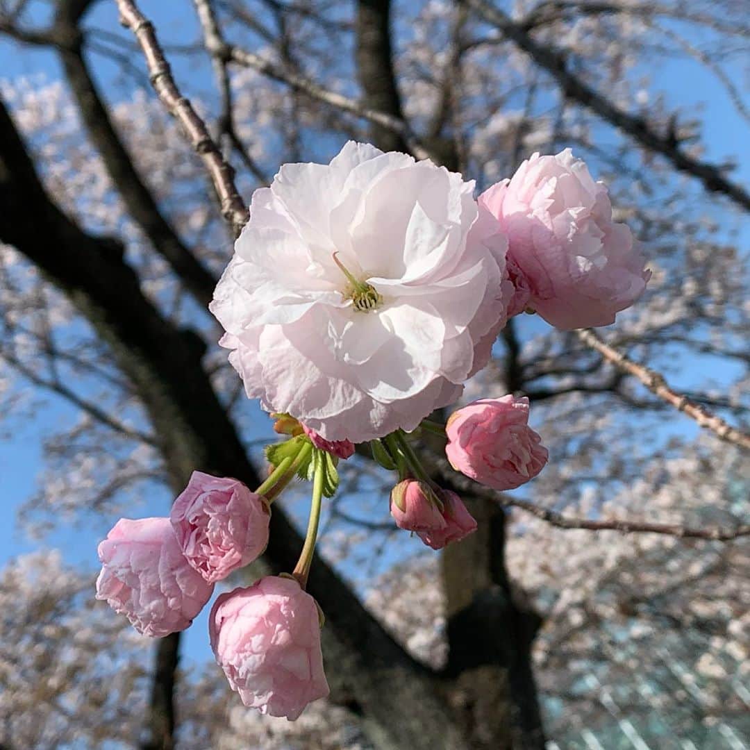麻生あくらさんのインスタグラム写真 - (麻生あくらInstagram)「🌸🌸🌸🌸🌸 桜の花言葉 “Spiritual beauty” 🌸🌸🌸🌸🌸 奪い合わず、分け合える 桜はなにも言わず、美しく今年も咲いてくれています。 🌸🌸私も自分に出来ることを🌸🌸」3月26日 19時01分 - akura_akura