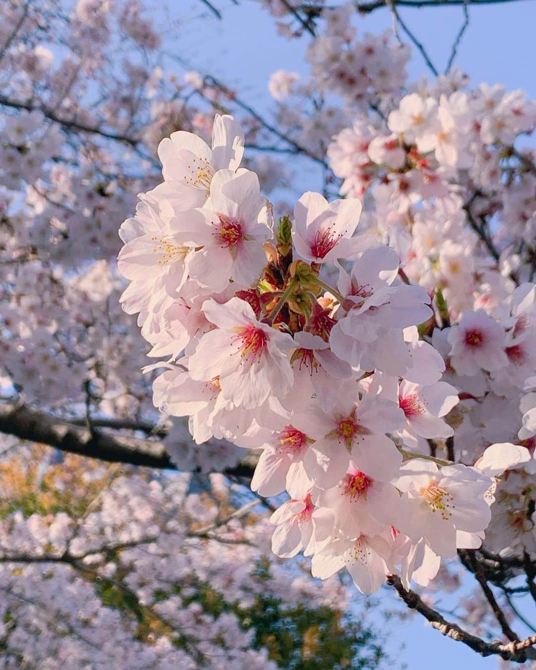 小野晴香さんのインスタグラム写真 - (小野晴香Instagram)「🌸🌸🌸 こんなときだからこそ。 まえむきに。  #先日 #恒例の #夜桜 ✌︎ #さくら  #🌸」3月26日 19時13分 - haaa_ho