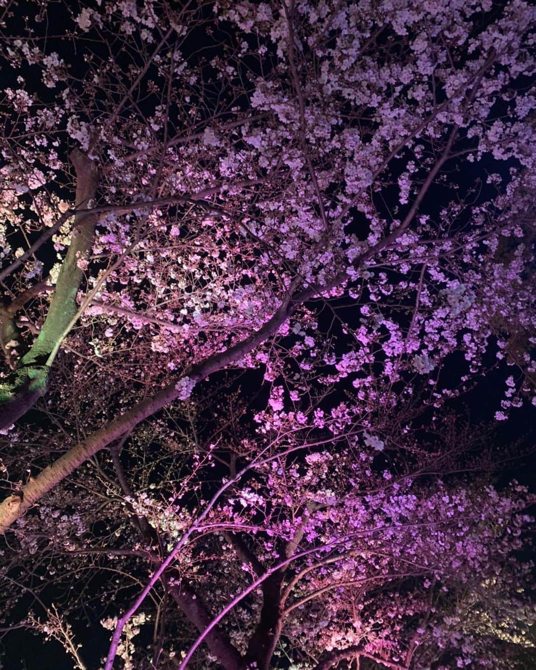 小野晴香さんのインスタグラム写真 - (小野晴香Instagram)「🌸🌸🌸 こんなときだからこそ。 まえむきに。  #先日 #恒例の #夜桜 ✌︎ #さくら  #🌸」3月26日 19時13分 - haaa_ho