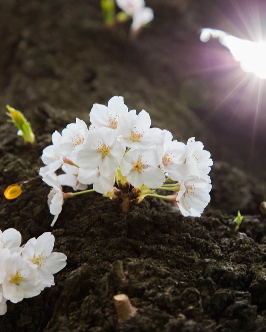 東京プリンスホテルさんのインスタグラム写真 - (東京プリンスホテルInstagram)「幹から花を咲かせる”胴吹き”の桜。⁣ 可憐ながら、生命の力強さを感じさせます。⁣ ⁣ "Adventitious" cherry blossoms produce flowers from the trunk. It is lovely, and evokes the power of life.⁣ ⁣ Share your own images with tagging by @tokyoprincehotel ⁣ ————————————————————⁣ #東京プリンスホテル #tokyoprincehotel⁣ #プリンスホテル #princehotel⁣ ⁣ #日本 #JAPAN #東京 #tokyo⁣ ⁣ #travel #trip #travelgram #traveling #hotel #旅行 #旅 #hotels #観光⁣ #japantravel #tokio #beautifulhotels #hotellife⁣ ⁣ #桜 #sakura #cherryblossom #東京タワー #tokyotower⁣」3月26日 19時23分 - tokyoprincehotel