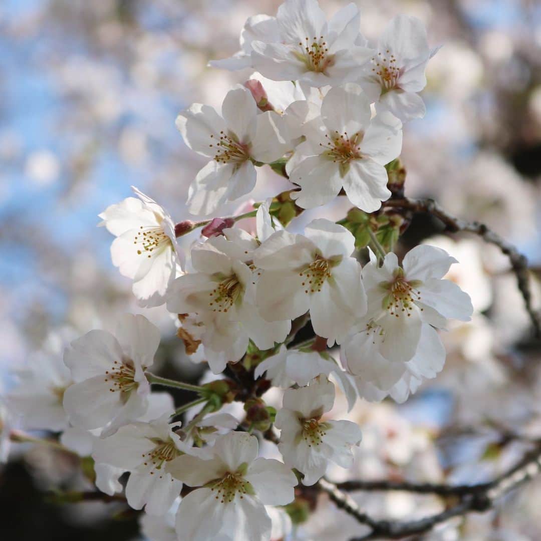 千紘れいかのインスタグラム：「早めの時間にさささっとお花見？散歩してきました🌸少し先の未来には、今年の春を懐かしく思う日が来るよね🌸  #桜  #2020  #必ず朝は来る」
