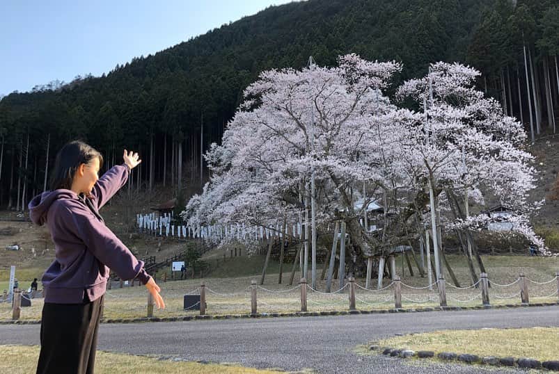 望木聡子さんのインスタグラム写真 - (望木聡子Instagram)「杏奈先輩の「#淡墨桜 を見るべし」という教えに導かれ 思い立ったが吉日で行ってきました。 . これは #満開 間近…ですよね！ . １枚目にはわたしも写っています。 #桜 の大きさが分かるかと思います🌸 . #見物客ほぼおらねど桜は咲き誇る #名残惜しいけれどわたしもすぐ帰りました #岐阜 #本巣市 #根尾谷淡墨桜 #メーテレ #アナウンサー #徳重杏奈 #あと１日 #望木聡子 #もっちー」3月26日 19時32分 - satoko_mochiki