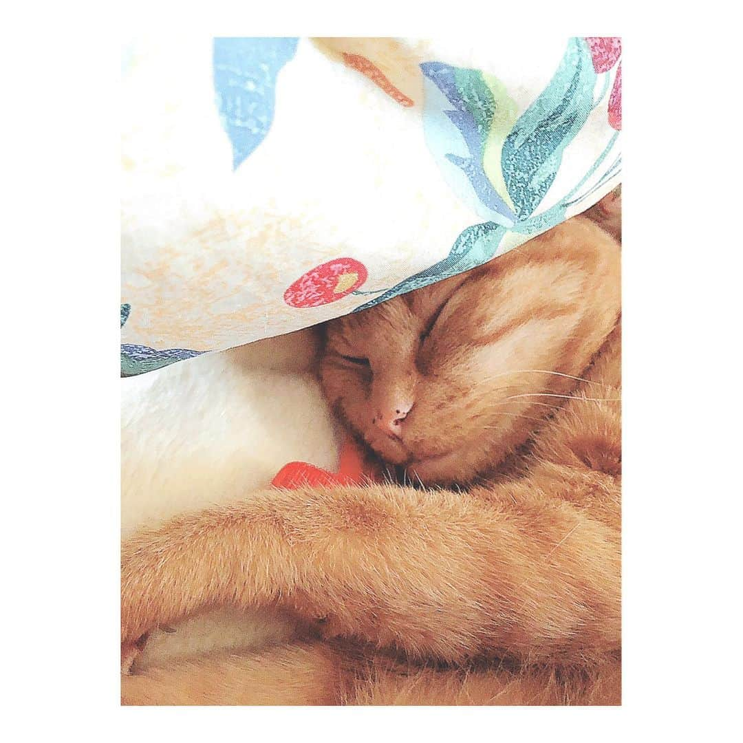 理絵さんのインスタグラム写真 - (理絵Instagram)「コロナのことなど何も気にせずスヤスヤ💤  #ilovecat #cat #gatto #고양이 #猫 #茶とら #茶トラ #tokyo #japan」3月26日 19時36分 - ____rie____