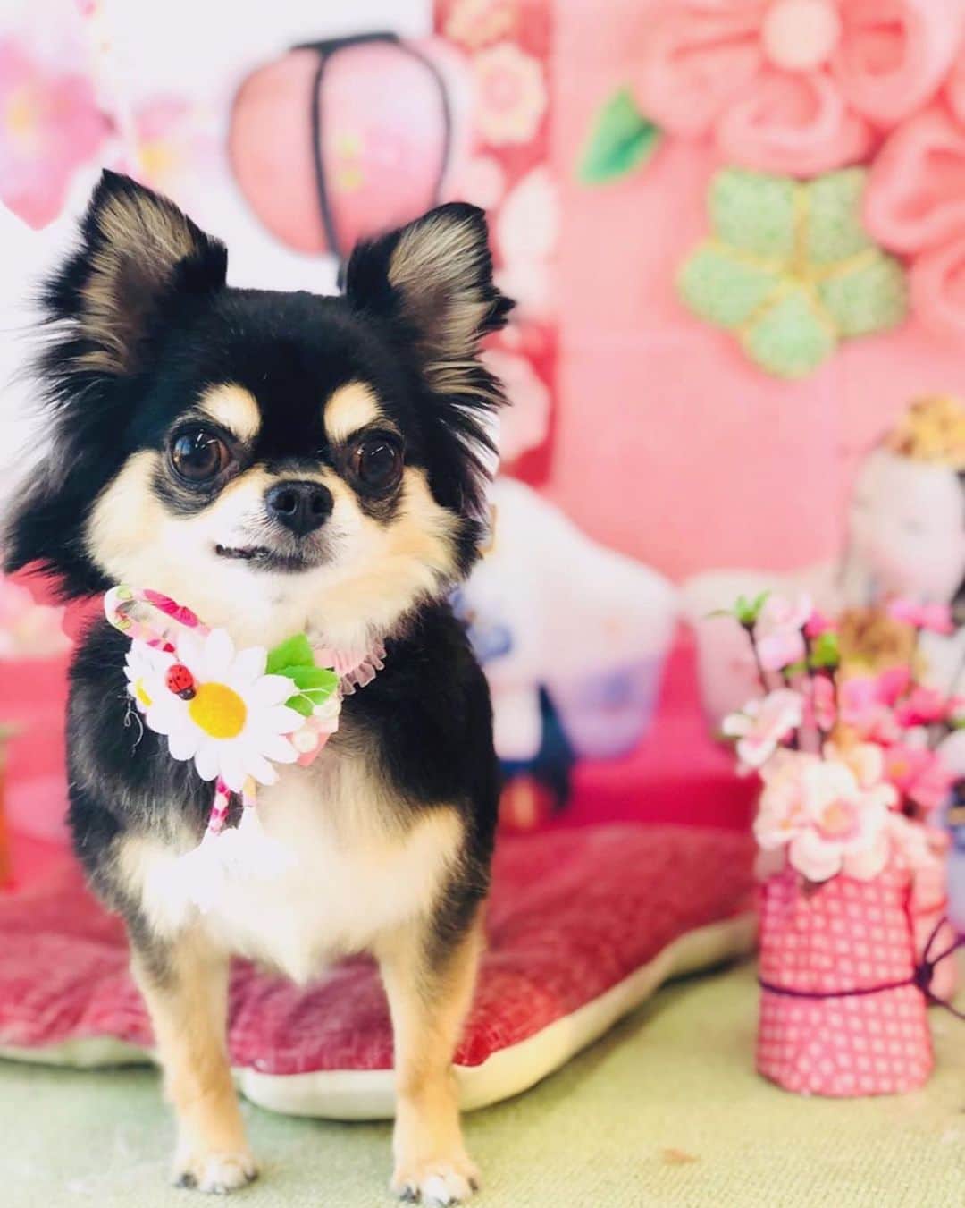 RIKAさんのインスタグラム写真 - (RIKAInstagram)「. . . 桜と小梅ちゃん🌸💗🌸💗🌸 . トリミングで尻尾をつくしちゃんにしてもらったよ✨ 可愛すぎる💖新しいアルバム作らないと〜✨ . . #instalove#instagood#l4l#l4like#l4ls#princess #chihuahua#chihuahualove#chihuahuas#dog #baby#dogstagram#love#happy #誕生日#犬好きさんと繋がりたい#わんこ#🐾#5歳 #ブラックタン#チワワ#小梅#愛犬#可愛い#プリンセス#花見#桜#🌸」3月26日 19時36分 - riitan212