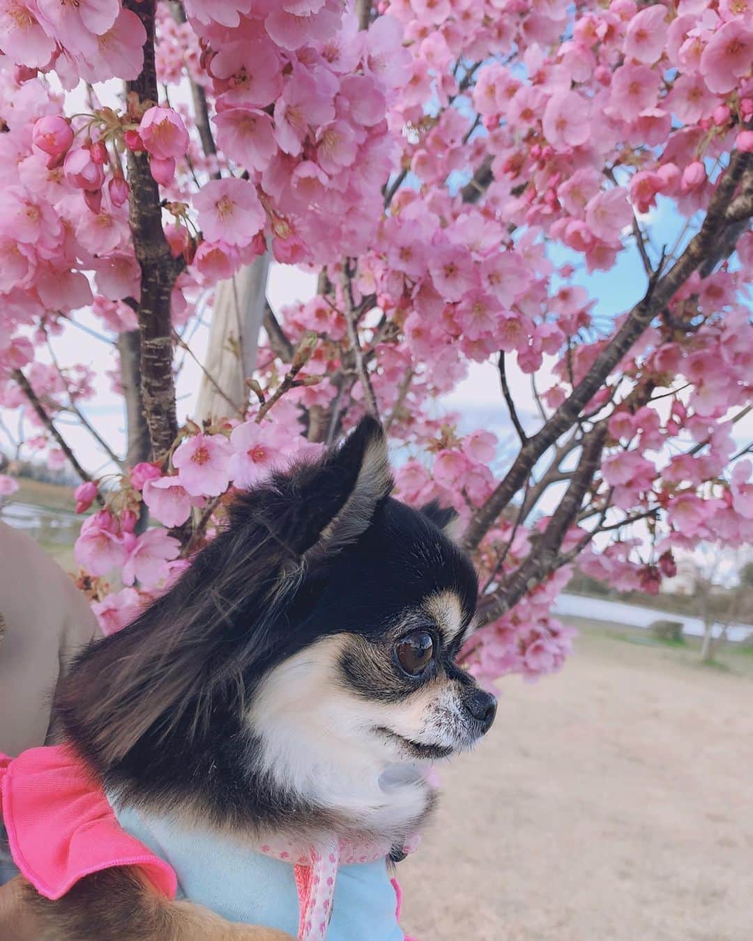 RIKAさんのインスタグラム写真 - (RIKAInstagram)「. . . 桜と小梅ちゃん🌸💗🌸💗🌸 . トリミングで尻尾をつくしちゃんにしてもらったよ✨ 可愛すぎる💖新しいアルバム作らないと〜✨ . . #instalove#instagood#l4l#l4like#l4ls#princess #chihuahua#chihuahualove#chihuahuas#dog #baby#dogstagram#love#happy #誕生日#犬好きさんと繋がりたい#わんこ#🐾#5歳 #ブラックタン#チワワ#小梅#愛犬#可愛い#プリンセス#花見#桜#🌸」3月26日 19時36分 - riitan212