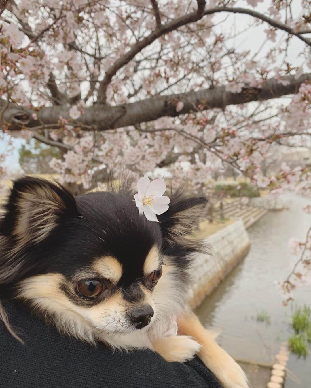 RIKAさんのインスタグラム写真 - (RIKAInstagram)「. . . 桜と小梅ちゃん🌸💗🌸💗🌸 . トリミングで尻尾をつくしちゃんにしてもらったよ✨ 可愛すぎる💖新しいアルバム作らないと〜✨ . . #instalove#instagood#l4l#l4like#l4ls#princess #chihuahua#chihuahualove#chihuahuas#dog #baby#dogstagram#love#happy #誕生日#犬好きさんと繋がりたい#わんこ#🐾#5歳 #ブラックタン#チワワ#小梅#愛犬#可愛い#プリンセス#花見#桜#🌸」3月26日 19時36分 - riitan212