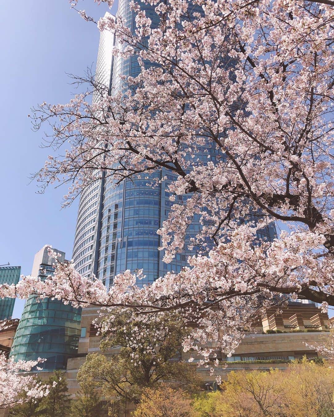 林美沙希さんのインスタグラム写真 - (林美沙希Instagram)「毛利庭園の桜です。 こうした状況の中、綺麗に咲いていてありがたいですね😊  #六本木#毛利庭園#桜」3月26日 19時47分 - misaki0hayashi