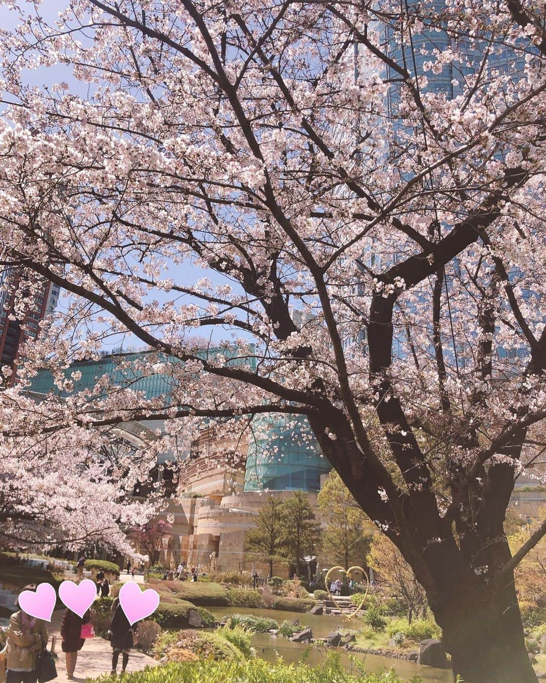 林美沙希さんのインスタグラム写真 - (林美沙希Instagram)「毛利庭園の桜です。 こうした状況の中、綺麗に咲いていてありがたいですね😊  #六本木#毛利庭園#桜」3月26日 19時47分 - misaki0hayashi