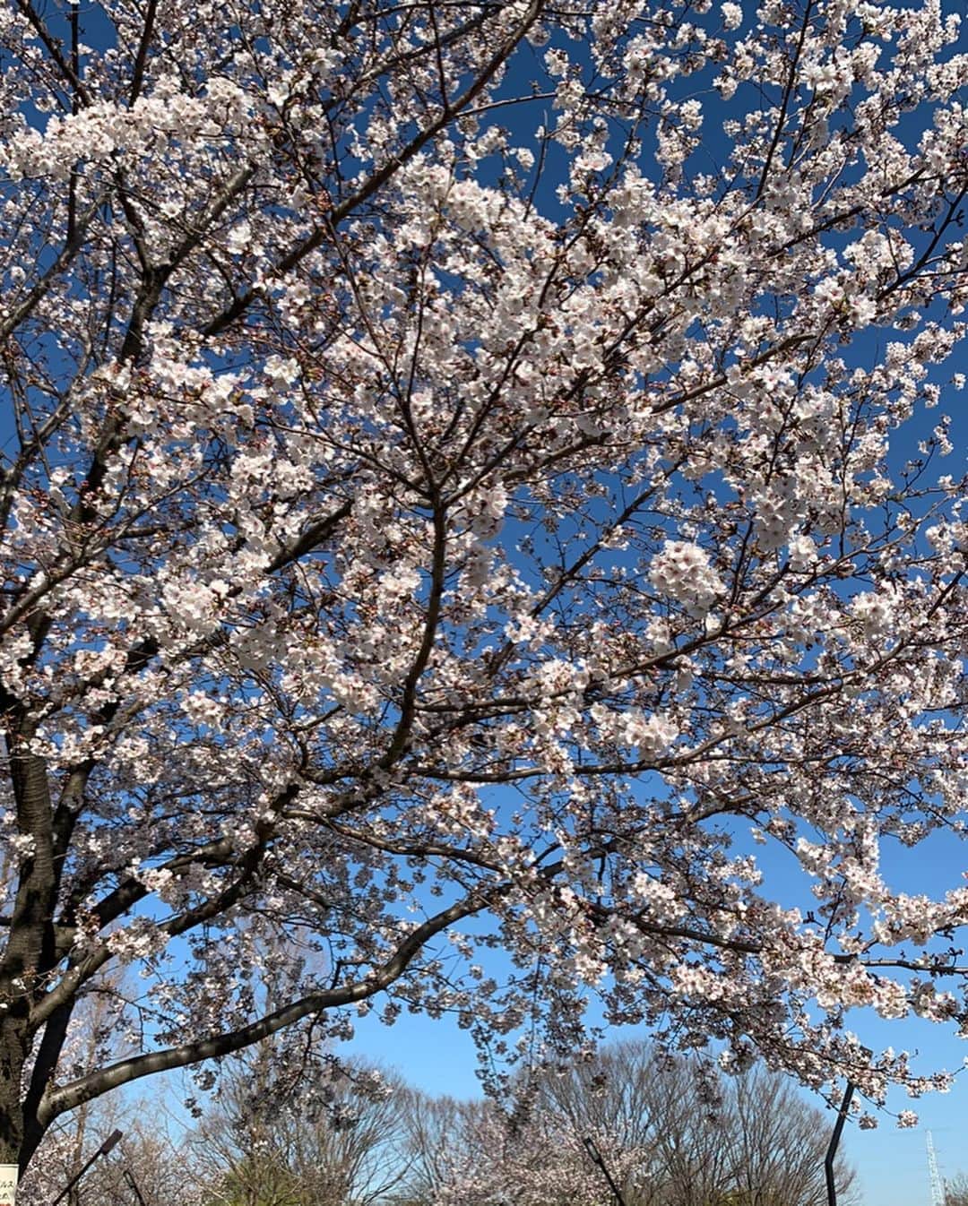 長江里加さんのインスタグラム写真 - (長江里加Instagram)「🌸🤗🌸 いやん、映え。盛れ。 写真いっぱい撮ったけどサイズとかもあるから厳選！！ あとでストーリーにも載せる！！ ❀ 桜に関しては一切の加工なし！ 超絶いいお天気な青空の下で 高校のお友達とお花見したよ🥰🌸 彼女もお団子とかいろいろと そしてなんと手作りの苺サンド🍓🍓🍓🍓 超絶怒涛の過密スケジュールの中 持って来てくれたの…！！ 神すぎる。 #おしゃ花見 #おしゃピク  って言葉が今流行ってるらしい！！ まさにそれダヨウ！！！！ 『綺麗で可愛い桜と共に 可愛くて美味しい食べ物を頬張る』 幸せだよう〜〜〜💓💓💓 何回「幸せ〜〜」って言ったか分からない！ 屋台とかもあっていろいろ食べました😋 昔の話とかその時の写真とか見たりなど、、、 超楽しかった…………………。 ほんとにほんとに、幸せな時間だった😭😭😭 早く平和な地球に戻って…😢」3月26日 20時00分 - o_rikachi_o