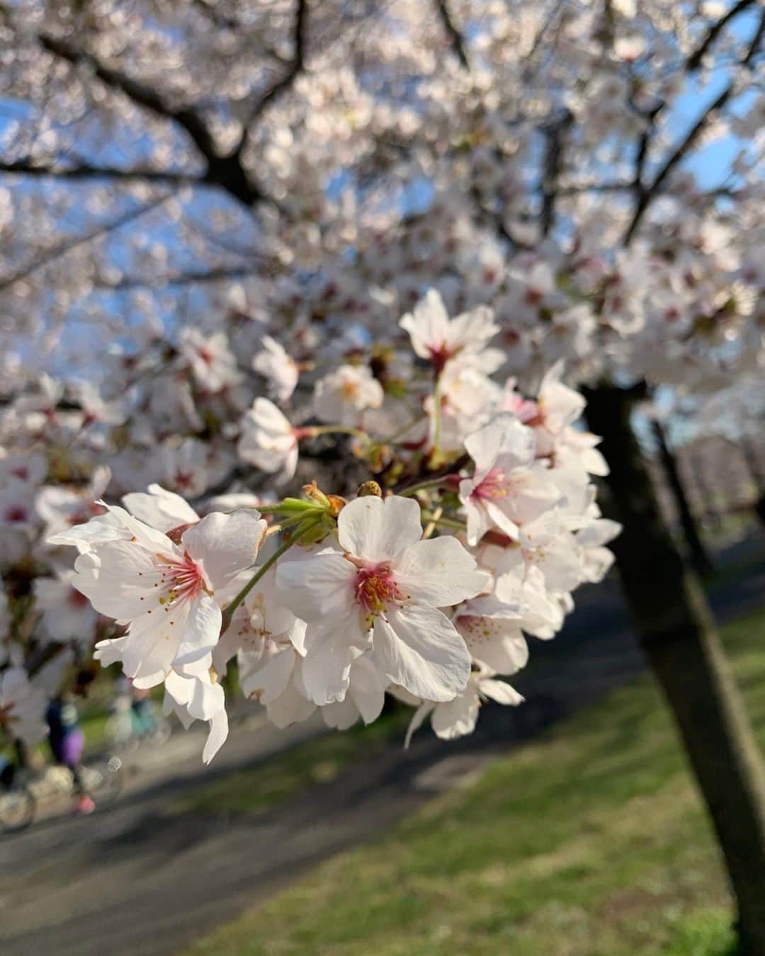 長江里加さんのインスタグラム写真 - (長江里加Instagram)「🌸🤗🌸 いやん、映え。盛れ。 写真いっぱい撮ったけどサイズとかもあるから厳選！！ あとでストーリーにも載せる！！ ❀ 桜に関しては一切の加工なし！ 超絶いいお天気な青空の下で 高校のお友達とお花見したよ🥰🌸 彼女もお団子とかいろいろと そしてなんと手作りの苺サンド🍓🍓🍓🍓 超絶怒涛の過密スケジュールの中 持って来てくれたの…！！ 神すぎる。 #おしゃ花見 #おしゃピク  って言葉が今流行ってるらしい！！ まさにそれダヨウ！！！！ 『綺麗で可愛い桜と共に 可愛くて美味しい食べ物を頬張る』 幸せだよう〜〜〜💓💓💓 何回「幸せ〜〜」って言ったか分からない！ 屋台とかもあっていろいろ食べました😋 昔の話とかその時の写真とか見たりなど、、、 超楽しかった…………………。 ほんとにほんとに、幸せな時間だった😭😭😭 早く平和な地球に戻って…😢」3月26日 20時00分 - o_rikachi_o