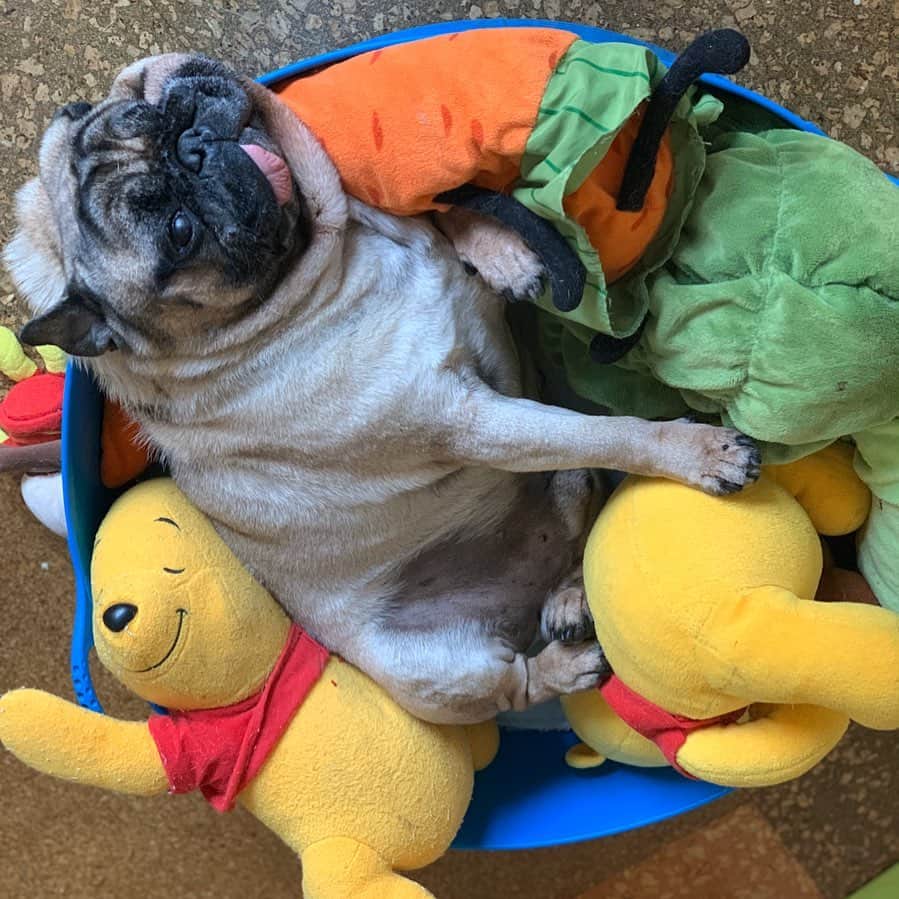 gontaのインスタグラム：「Gonta is fine and is not infected with coronavirus.#stophoarding #keelyafternoontea #Gonta2 #speakpug #smilingpugs #pugjapan #pug #live #pugsofinstagram #zerozeropug #pugshit #worldofpug」