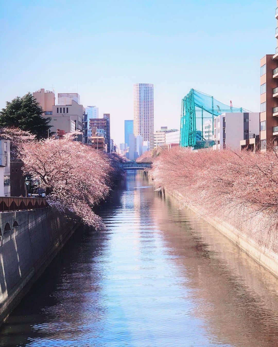 安野希世乃さんのインスタグラム写真 - (安野希世乃Instagram)「☀️ ソレイユに受かったよ、 と マネージャーさんに教えてもらった小道を今日通りがかりました。  桜が綺麗に咲いて、 人で賑わっていました。  想い出の目黒川沿い。 「かくしごと」にも縁があって嬉しいです🌸  #目黒川の桜」3月26日 20時15分 - kiyonon_at_home