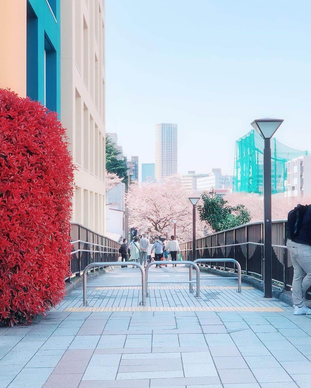 のインスタグラム：「☀️ ソレイユに受かったよ、 と マネージャーさんに教えてもらった小道を今日通りがかりました。  桜が綺麗に咲いて、 人で賑わっていました。  想い出の目黒川沿い。 「かくしごと」にも縁があって嬉しいです🌸  #目黒川の桜」