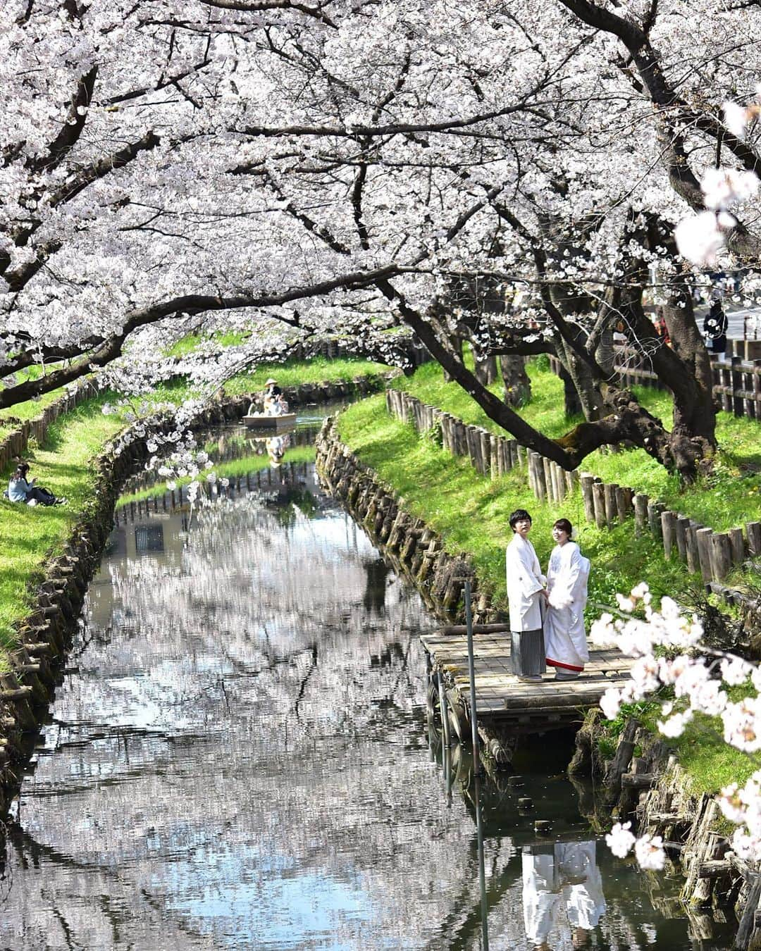 川越氷川神社さんのインスタグラム写真 - (川越氷川神社Instagram)「#川越氷川神社﻿ ﻿ #bestjapanpics  #bestphoto_japan #lovers_nippon﻿ #japan_of_insta  #japan_daytime_view #photo_jpn  #art_of_japan_ ﻿ #はなまっぷ2020  #白無垢 #和装前撮り﻿ #新河岸川 #川越  #誉桜 #cherryblossom﻿ #kawagoe」3月26日 20時11分 - kawagoe_hikawa