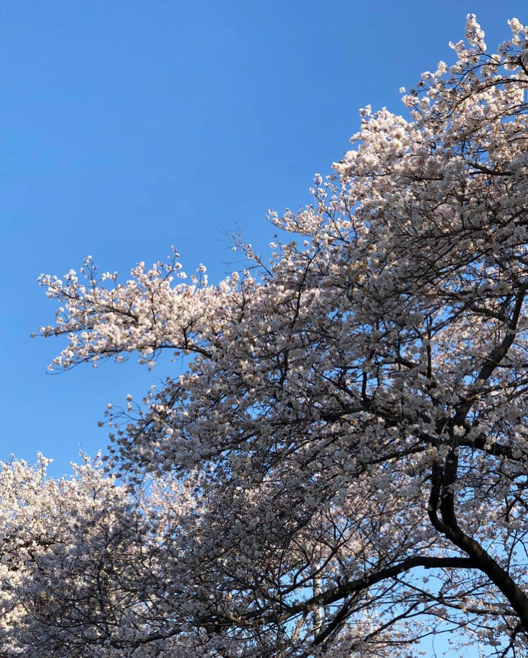 小山田早織さんのインスタグラム写真 - (小山田早織Instagram)「私事ではございますが、ご報告です🌱﻿﻿ ﻿﻿ ﻿﻿ 現在、第二子を妊娠中です🤰﻿﻿ ﻿﻿ 出産は初夏の頃を予定しております👒﻿﻿ ﻿﻿ 最近の悲しいニュースを見る度に、﻿﻿ お一人お一人それぞれのお母さまの﻿﻿ お腹の中で大切に育まれた命だった﻿﻿ ことを思うと胸が詰まる思いです。。﻿﻿ ﻿﻿ ﻿﻿ 一刻も早い事態の終息を願うと共に、﻿﻿ 新しく授かれた命と、﻿﻿ まだまだ幼い長男の命を﻿﻿ 大切に育んでいきながら、﻿﻿ ﻿﻿ 1日1日を大切に過ごしていきたいです🌱﻿﻿ ﻿﻿ ﻿﻿ だいぶお腹も大きくなってまいりましたので、﻿﻿ 明日のfifthインスタグラムライブでお気付きになられる方も多くいらっしゃるかと思い、このタイミングで誠に恐縮ではございますがご報告をさせていただきました🤲﻿﻿ ﻿﻿ ﻿﻿ 今後ともどうか温かく見守って﻿﻿ 頂けましたら幸いです✨﻿﻿ ﻿﻿ よろしくお願いいたします😌﻿﻿ ﻿﻿ ﻿﻿ ﻿﻿ 小山田早織﻿ ﻿ ﻿ ﻿ #今日のコタロー﻿ #2歳差育児どきどきですっ」3月26日 20時24分 - saorioyamada