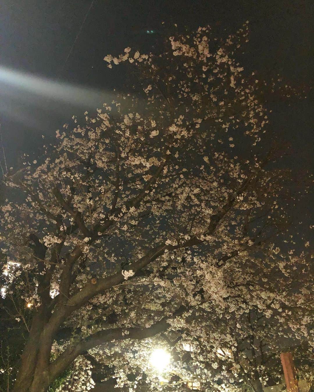 平林一哉さんのインスタグラム写真 - (平林一哉Instagram)「春だのに」3月26日 20時16分 - ithinkimkaz