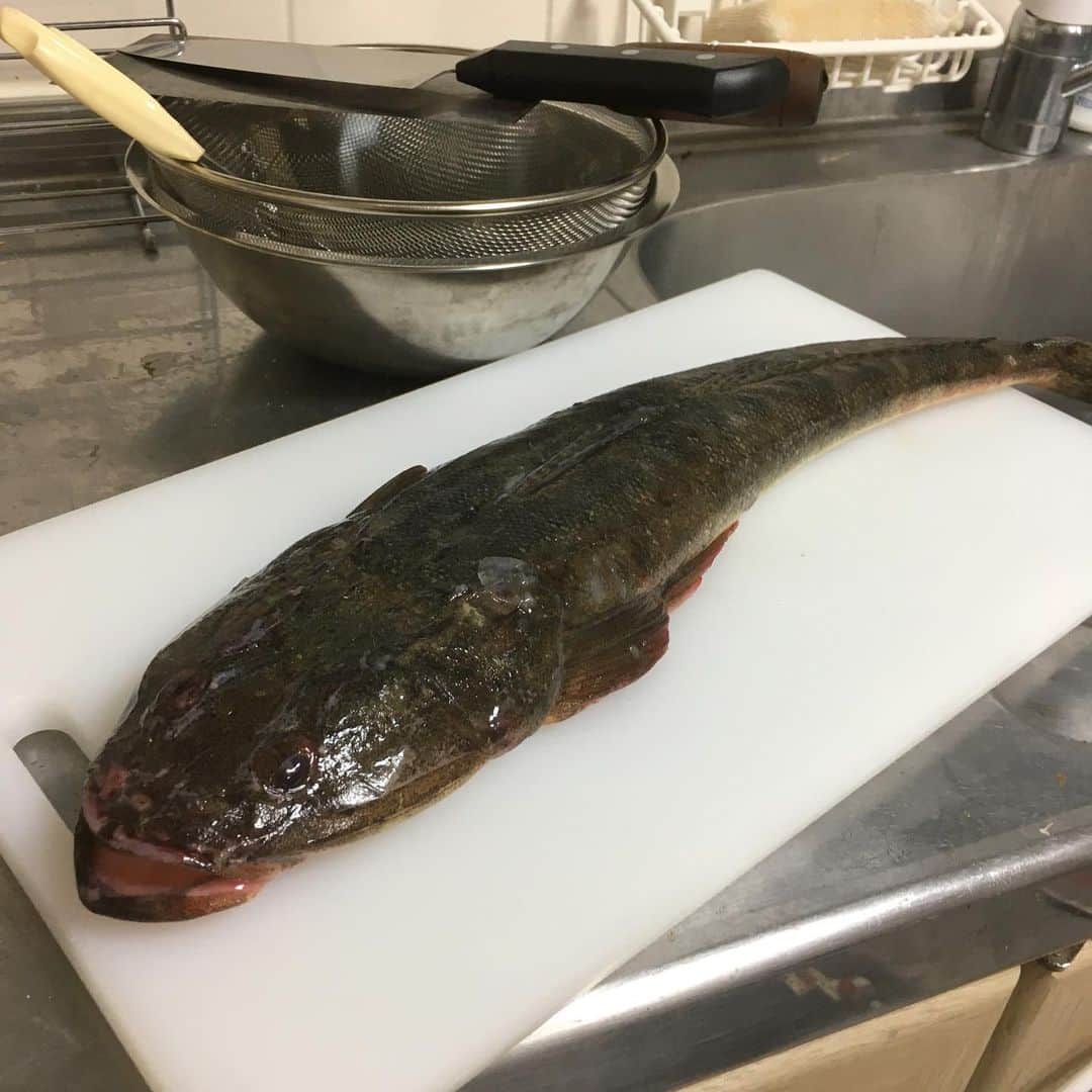 森薗政崇のインスタグラム：「マゴチ！！ 骨が複雑な腹は煮付けに。 骨が少ない下腹は薄造り。 アラはアラ汁に。  夏のフグと言われるだけあって薄造りは最高でした！  #マゴチ」