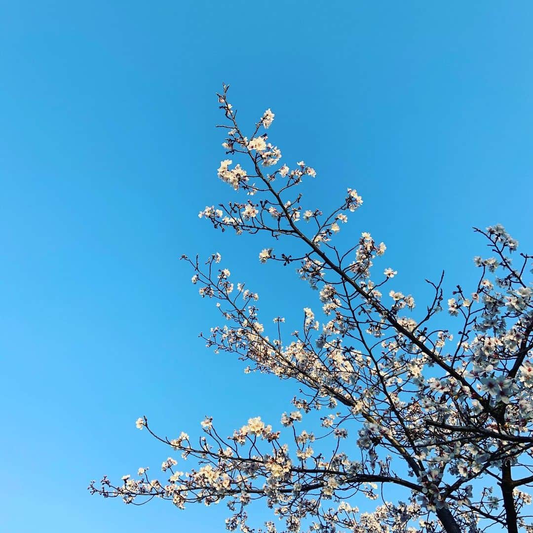 及川奈央さんのインスタグラム写真 - (及川奈央Instagram)「#桜」3月26日 20時22分 - naooikawa