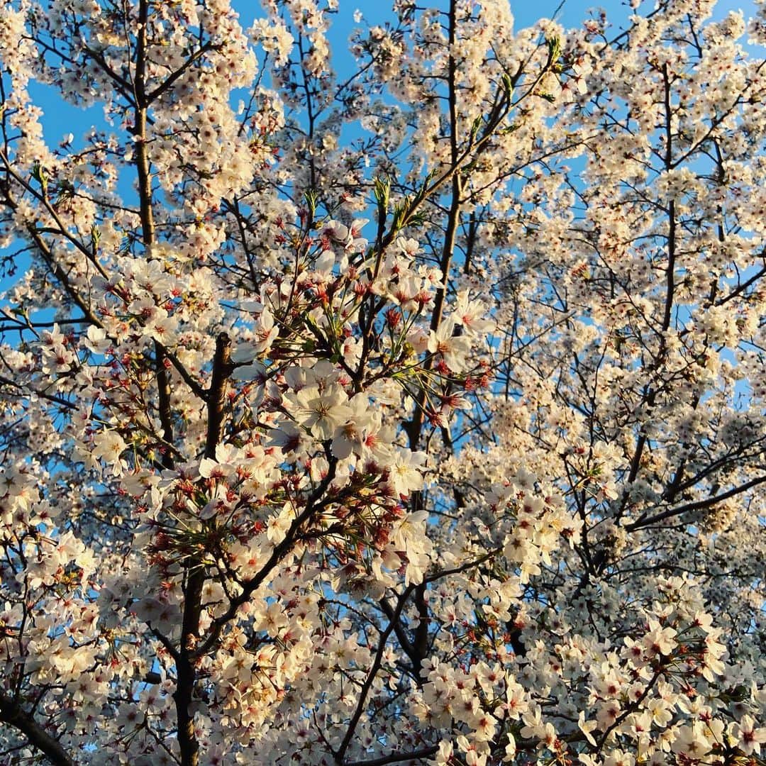 及川奈央さんのインスタグラム写真 - (及川奈央Instagram)「#桜」3月26日 20時22分 - naooikawa