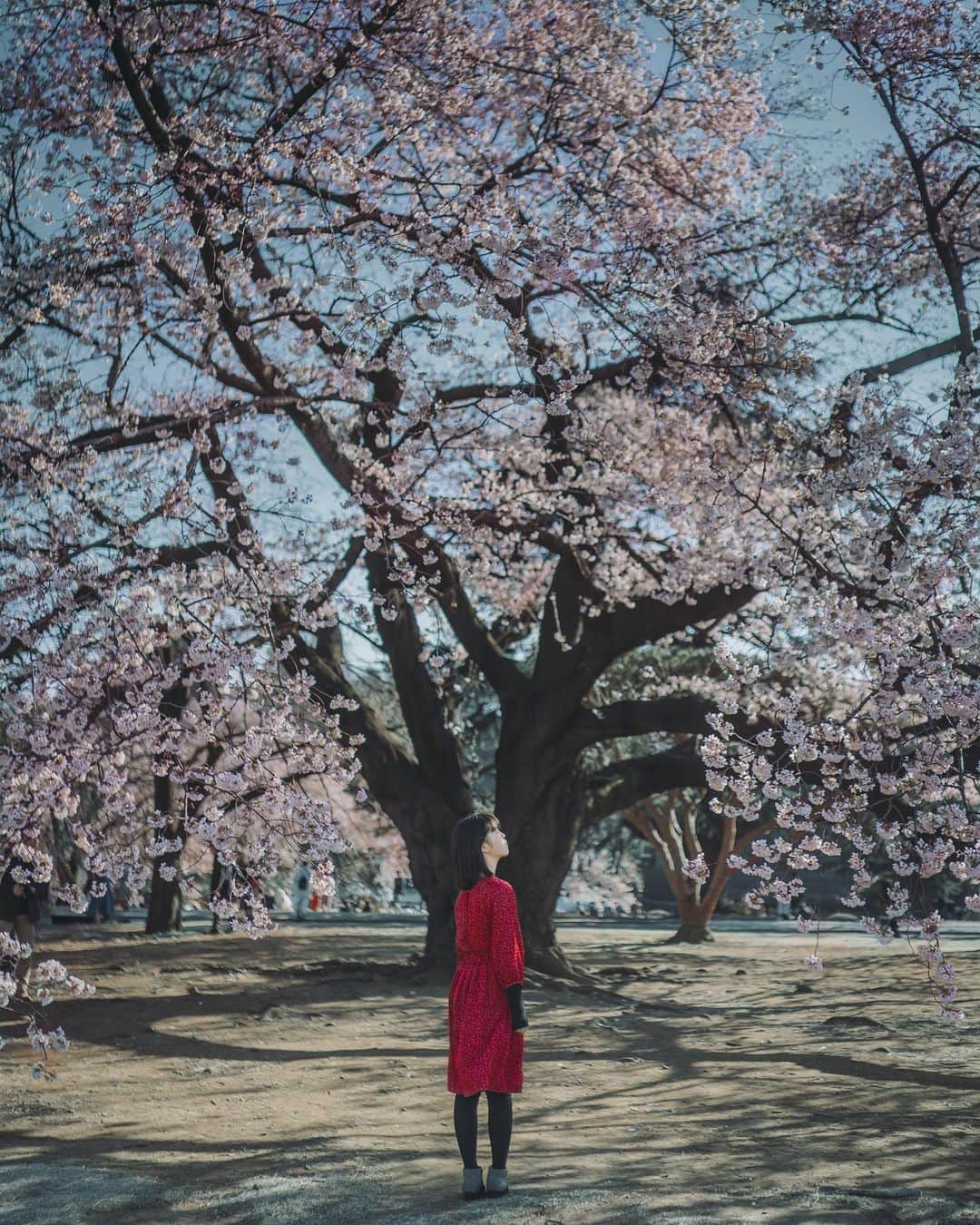 wacameraのインスタグラム：「If you were to come to see Japanese cherry blossoms this year, I am very sorry for this situation.  So enjoy " hanami " in my photos.  And please come to Japan to see these beautiful cherry blossoms next year. . . 3月、4月、日本に来て桜と撮影したいお客様のほとんど全てのセッションがキャンセルになりました。私の仕事が減ることもさる事ながら、お客様達の気持ちを思うと本当に辛いです。私自身もアメリカ旅行をキャンセルしなければならなくて悲しかったけれど、それ以上に日本の桜のシーズンはとても短く、また時期が読めないし日本に住む私たちは知らない事ですが海外から日本に来る3月4月のエアチケットはべらぼうに高額なのです。(私もこの仕事をして初めて知りました。そりゃハイシーズンだし考えれば当たり前ですが知らなかった。) . . この状況が元どおりになるとしたら早くておそらく1年後だと私は予想していて、それまで私がやれる事は変わらず楽しんで写真を撮ることしかないかなと思っています。 乗り切りたい、とにかく元気に笑って夏を迎えられるように。」