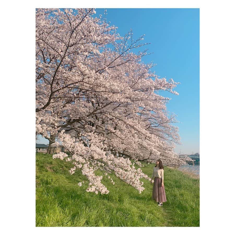 大久保涼香さんのインスタグラム写真 - (大久保涼香Instagram)「間に合ったぁ🌸 The cherry blossoms are in full bloom🌸*********************************** #cherryblossoms #fullbloom #beautiful #niceseason #spring  #flowerstagram  #instaflower #sakura #followtherules #saitama #stayawayfromthecrowd #密室密閉密接を避けて #お花見 #埼玉 #穴場 #桜 #満開 #見られてよかった #癒された #早く終息しますように」3月26日 20時53分 - sayaka_okubo