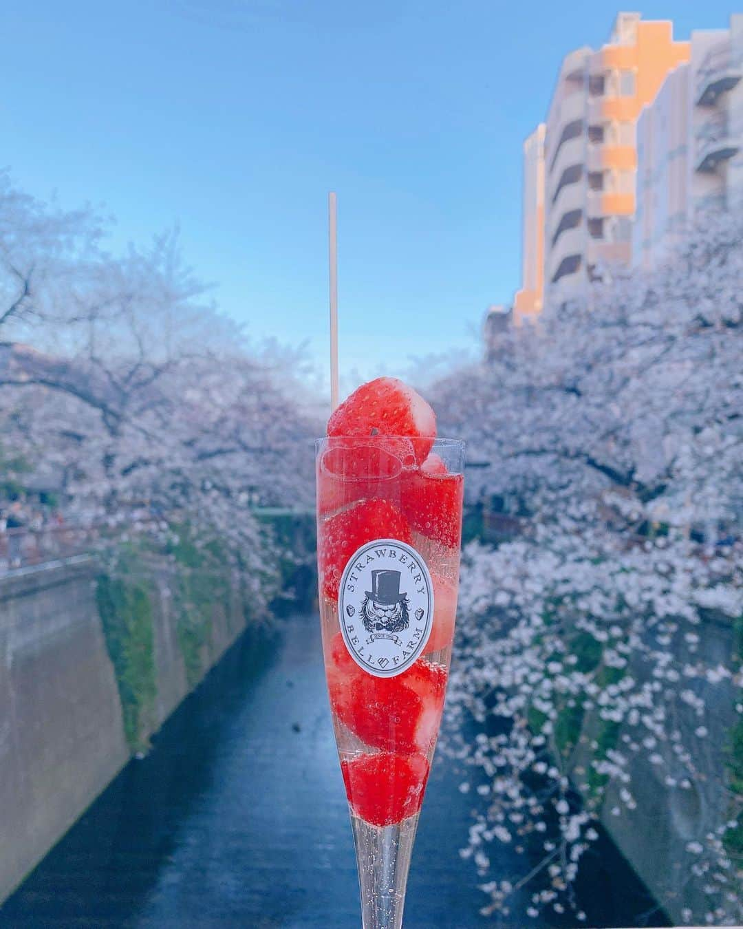 千代田唯さんのインスタグラム写真 - (千代田唯Instagram)「目黒川ひとり飲み歩き🍷 少しさみしいけど、来年のお花見をたのしみにお家へ帰ります🌸 #お花見　#目黒川　#目黒川の桜  #お花見ドリンク　#桜#いちご#ストロベリーファーム #strawberry #strawberryfarm #followme #lol#cooljapan #japantravel」3月26日 21時04分 - chiyodayui0920