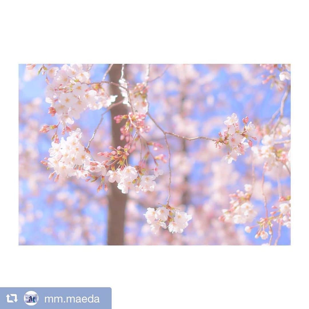 前田美里のインスタグラム：「桜。🌸 .  #repost @mm.maeda via . . . #桜 #カメラ女子 #今日の1枚 #nikon #D5500 #nikonphotography #photo #japan #ファインダー越しの私の世界 #写真好きな人と繋がりたい」