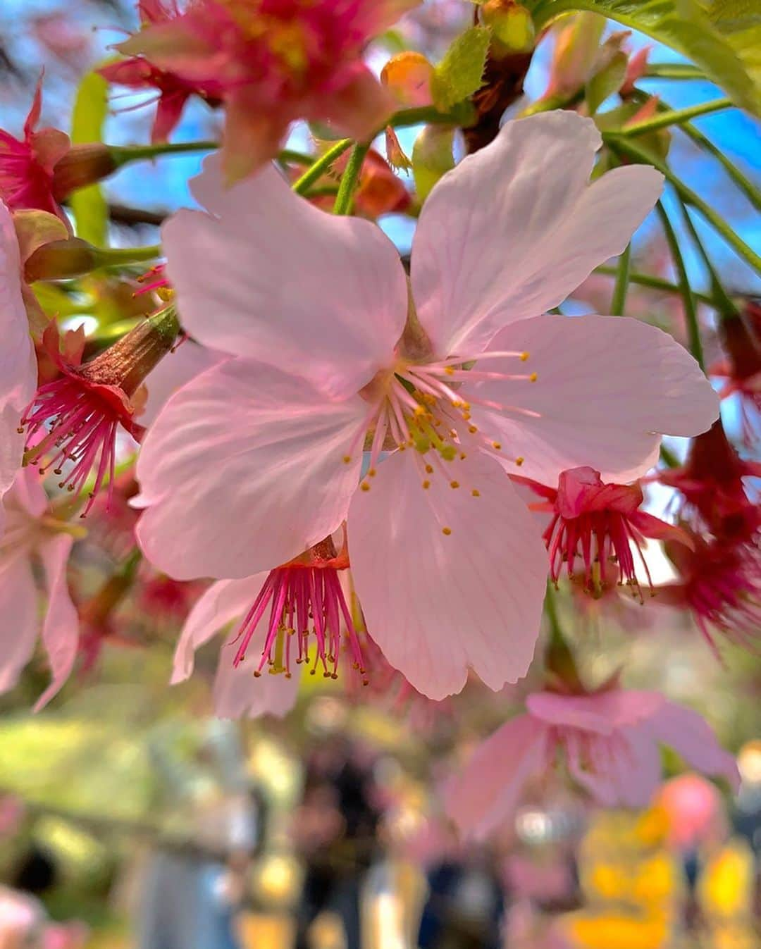 須田理夏子さんのインスタグラム写真 - (須田理夏子Instagram)「・ ・ ・ 桜いっぱい咲いてた〜🌸 #高校生 #jkブランド #jk  #おしゃれ  #me #系統バラバラ系女子  #須田理夏子 #乃木坂46  #乃木坂好きな人と繋がりたい #乃木坂好きな女ヲタさんと繋がりたい #乃木坂 #3期生 #岩本蓮加 #岩本蓮加推し #photo #photography #followｍe #他撮り #巻き髪  #桜  #新宿御苑」3月26日 21時12分 - sudarikako