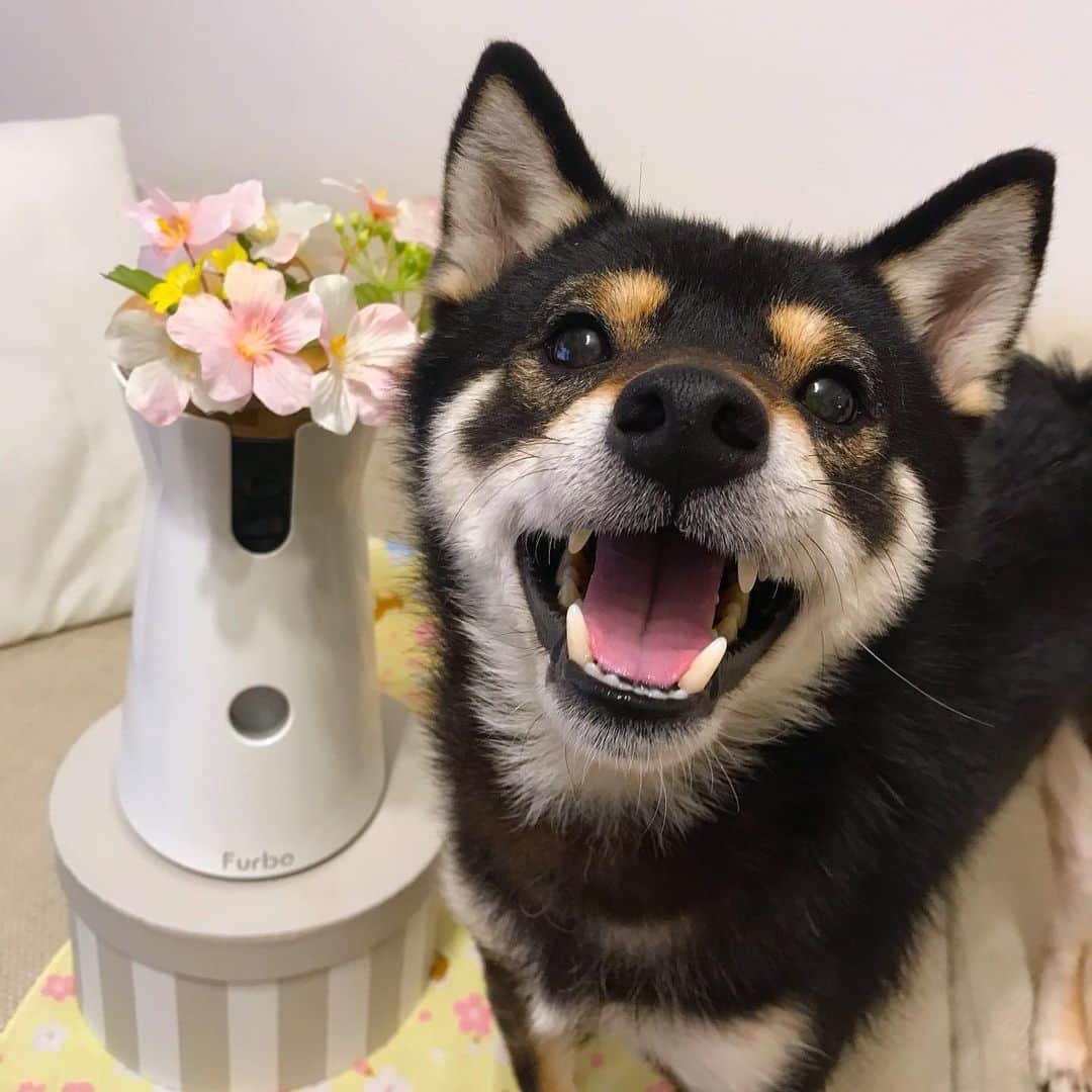 まめ丸のインスタグラム：「* 【スワイプしてね🔛】 ぼく、このまえおなかからゴロゴロ⚡️って カミナリみたいなすごい音がして ゴハンがたべられなくなっちゃったの💦 そんなときのおるすばんは不安だけど、ファーボでパパママが見ててくれるから心強いよー🐶💓 （動画でゴハンたべてるよ🍚） * いつも食欲旺盛なまめ丸がゴハンを食べないのはよっぽど調子が悪い時。病院に行っても悪いところはなく、元気なので食欲が復活すれば大丈夫でしょうとのこと。 朝ご飯も食べなかったので、とても心配で仕事中も大丈夫かな…とソワソワ💦 お昼すぎにファーボで通知がきて、ゴハンをしっかり食べていて、おやつポーンにも元気に反応して食べてくれる姿に安心できました😊 ズーム機能でフードが減っているかも見えるし、食べているカリカリ音も聞こえるのがいいです📸 * 🌸Spring SALE開催中🐶🌸 クーポンコード（ mamemaru ）を使うとセール価格より更に1,000円OFFの9,500円OFFに❣️ プロフィールのURLをチェックしてね🐶💝 * #furbo#ファーボ#ドッグカメラ#PR #ありがとうファーボ #ファーボでお留守番できるもん  #柴犬#豆柴#柴#黒柴#犬#shiba#shibainu#shibastagram#shibadog#puppy#instadog#dogstagram#dog#mameshiba#instashiba#まめ丸pr#pet#petcamera#ペットカメラ @furbo_japan」