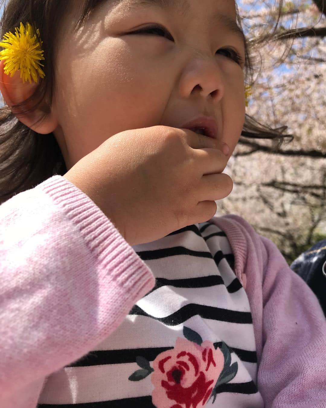 伊藤孝恵さんのインスタグラム写真 - (伊藤孝恵Instagram)「落ちた桜を拾い上げ「ママが帰ってくる、ママが帰ってこない、ママが帰ってくる、、、」と花びらをちぎりながら「やったー！帰ってくるー！」と言っているらしい娘たち。そうだね桜の花びらは5枚だからね。 切なすぎるので明日は早く帰ります。  #🌸🌸🌸 #桜 #サクラ #はなびら #ママ #帰ってくる #帰ってこない #早く帰ろう #頑張るよ #笑顔 #元気の源 #愛娘 #参議院議員 #国民民主党 #予算委員会 #オレンジコーデ #ジワジワ #仲間をつくる #2児の母 #女の子ママ #ワーママ #Domani #ドマーニ #domanist  #伊藤たかえ #伊藤孝恵」3月26日 21時23分 - itotakae