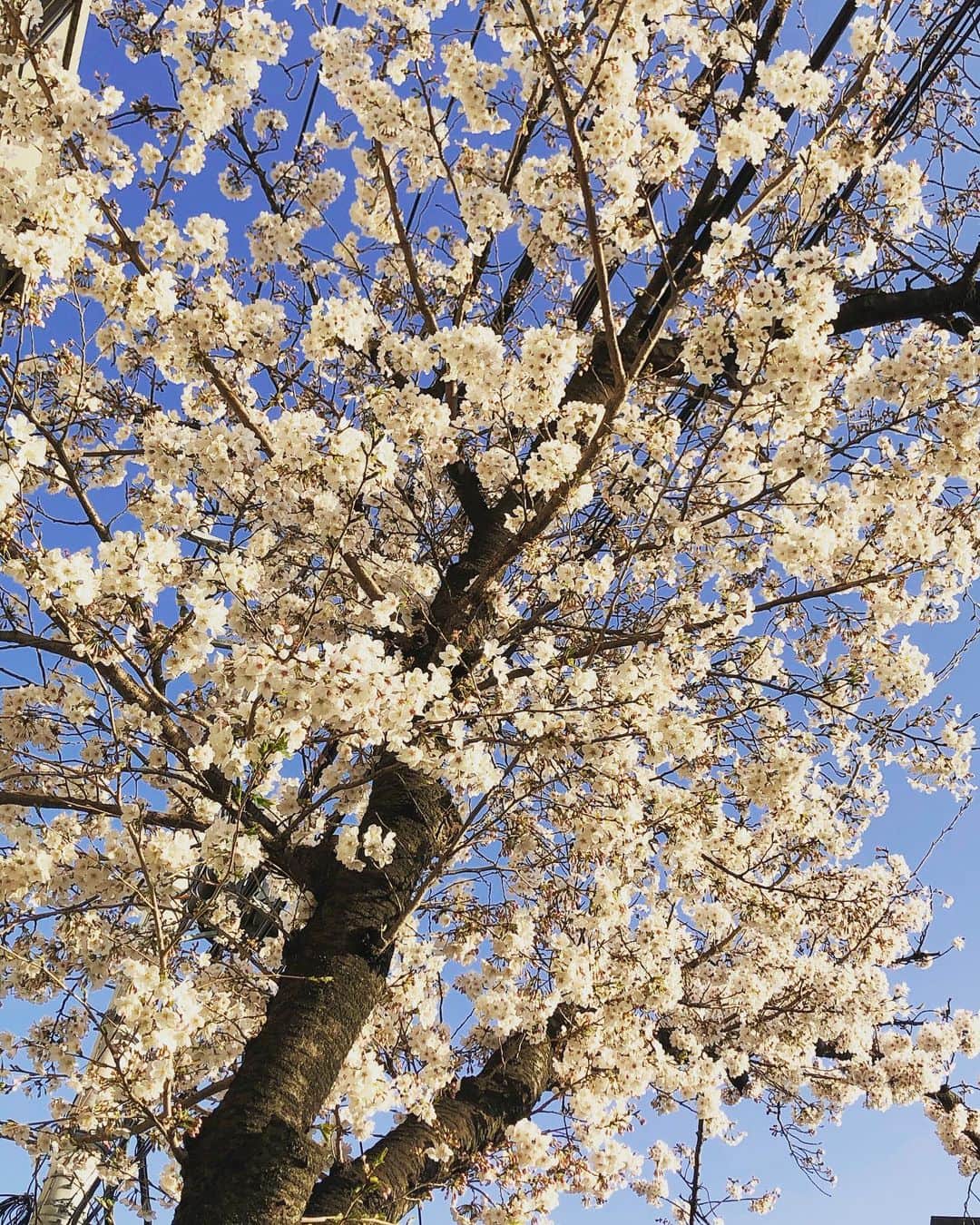 池上真麻さんのインスタグラム写真 - (池上真麻Instagram)「マンションの前の桜並木を下から📷 みんなで危機を乗り越えたいですね。 . 長女は保育園通園もあと3日。 寂しくて泣きそう😭 . #がんばろう日本  #コロナに負けるな  #桜」3月26日 21時27分 - marsaikegami