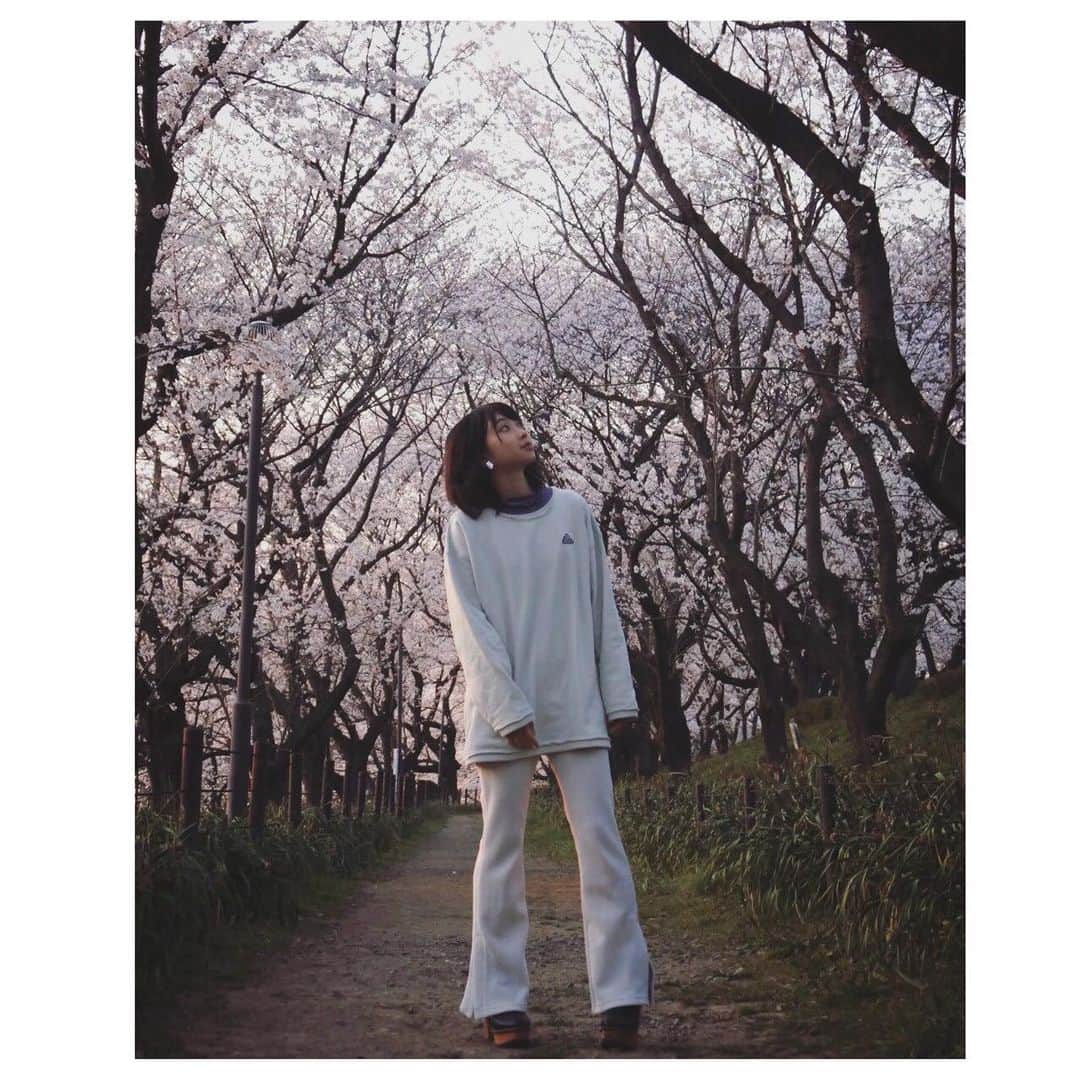 のインスタグラム：「❤︎﻿ ﻿ 👗#かなみしふく﻿ ﻿ ﻿ #桜 🌸満開だったよ❤︎.*﻿ ﻿ ﻿ ﻿ トップス＆パンツ#MOUSSY × #adidas﻿ 靴もMOUSSY✨﻿ ﻿ 紫のハイネックは #GU﻿ ﻿ #私服 #フレアパンツ #トレーナー﻿ #instagood #instalike #followme」