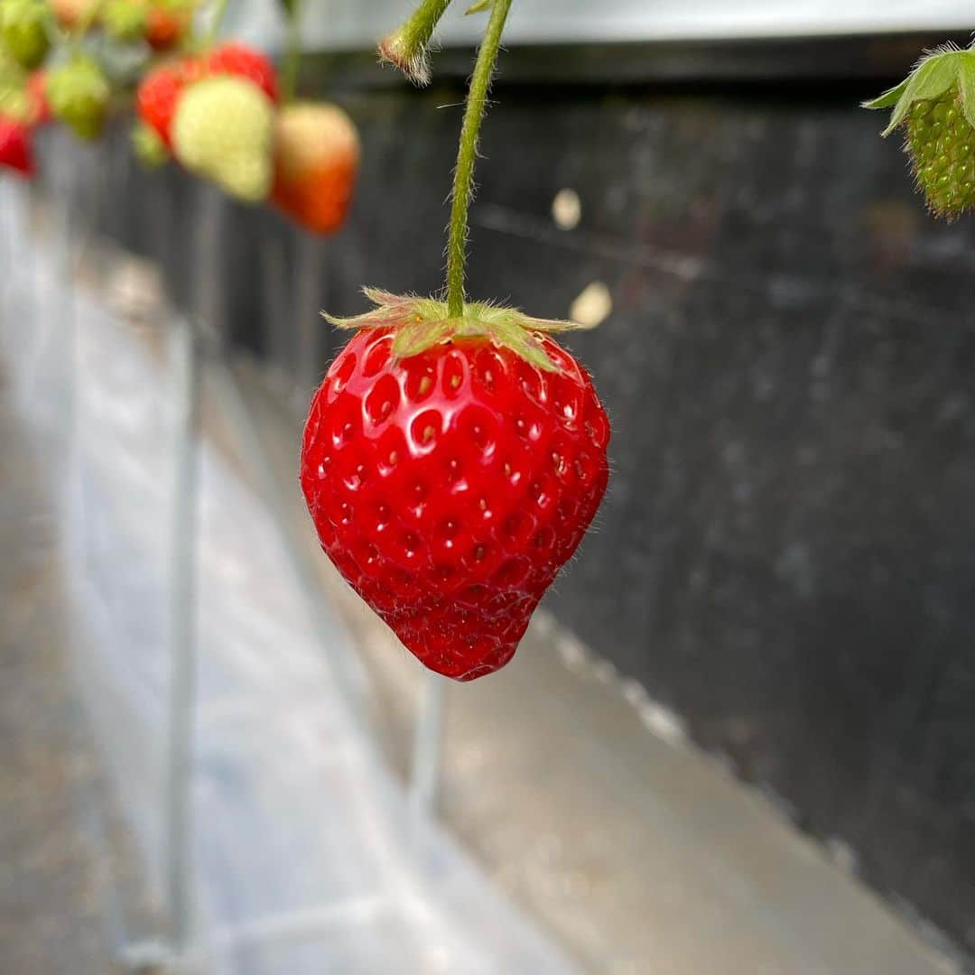 長澤青空のインスタグラム：「いちご狩り🍓 #いちごワールド」