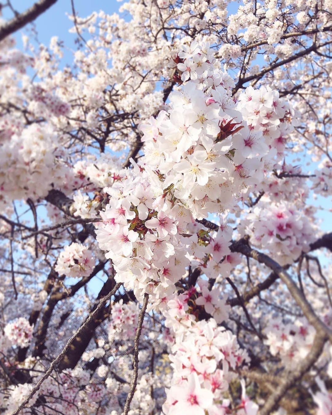 瀬戸早妃さんのインスタグラム写真 - (瀬戸早妃Instagram)「🌸🍃🌸🍃🌸 皆様ご無沙汰しております。 . しばらく投稿できていませんでしたが、元気にしています☺️ . 今年はゆっくりしたお花見はおあずけですが、なんとかお散歩はできました🌸 . 不安な日々が続きますが どうか皆様ご自愛ください✨ . .  #sakura #桜 #お花見散歩 #montresor #montrésor #モントレゾール  #spring #春コーデ #桜のお裾分け」3月26日 21時55分 - plievesaki