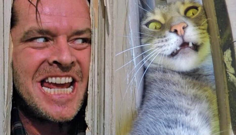 マニーのインスタグラム：「Day ?... ”Heere’s Mannyy” 🙀」