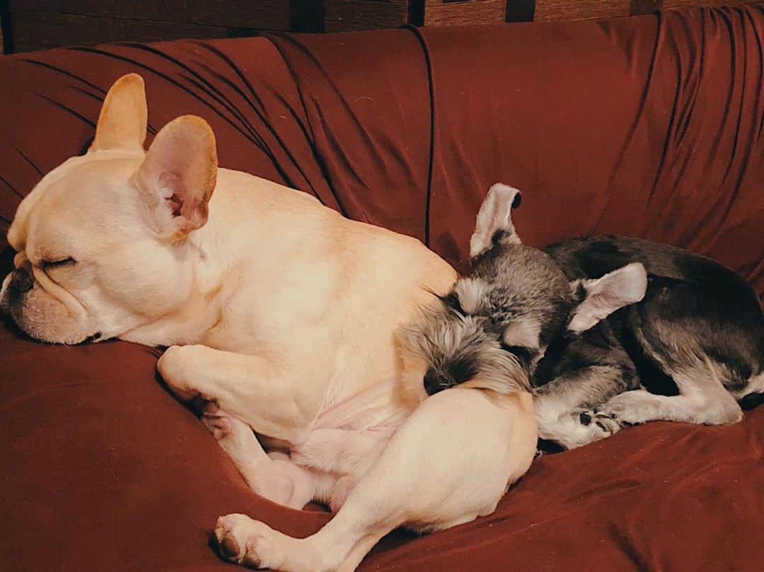 押尾学さんのインスタグラム写真 - (押尾学Instagram)「おやすみなさい😴⭐ #sweetdreams #instadog #dogstagram #frenchbulldog #frenchie #minitureschnauzer #schnauzer #goodnight #instagood」3月26日 22時00分 - manabuoshio_official