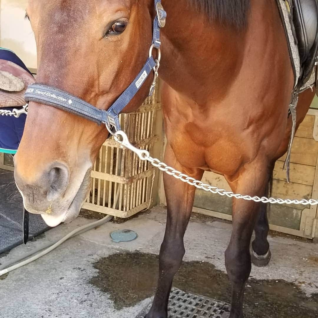 宇月田麻裕さんのインスタグラム写真 - (宇月田麻裕Instagram)「今日の相棒もリトルウイング🎵最初からさくさく！　速歩、巻乗り、そして駈歩続きました🎵　よかった！　満足😊 なので、桜と馬とのスリーショット写真撮りたかったのもあり、早めにレッスン終了。今日の駈歩は安定していて、ダイナミックな感じ？　なぜか乗りやすかった！　私の体も駈歩に慣れてきたのかな？　それかリト調教されたのかな？　リトいい子❤️可愛い💕  馬のあとは、馬友さんと　#ライフサン さんへ。チキン。 #リトルウイング #乗馬日記 #乗馬日記」3月26日 22時04分 - mahiro_utsukita